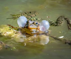 Jos Michiels - 2020 GPB frog croaking