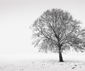 Mieke Janssens - one snowy tree