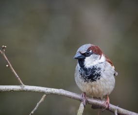 Mieke Janssens - sparrow bird
