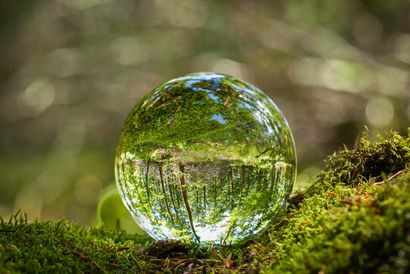 forest in a sphere